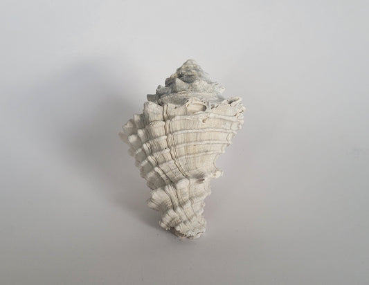 3.91" Hystrivasum Locklini