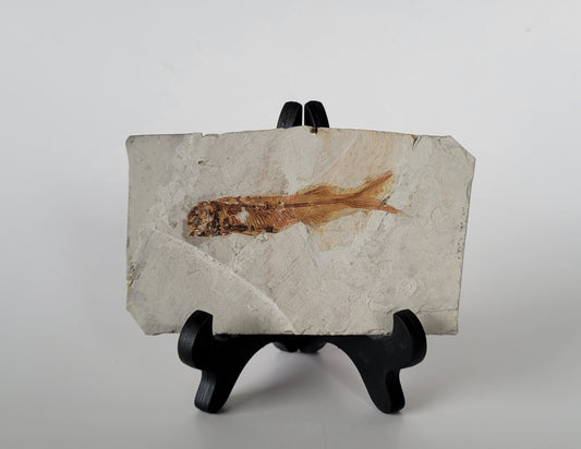 3" Lycoptera Davidi Fossil Fish