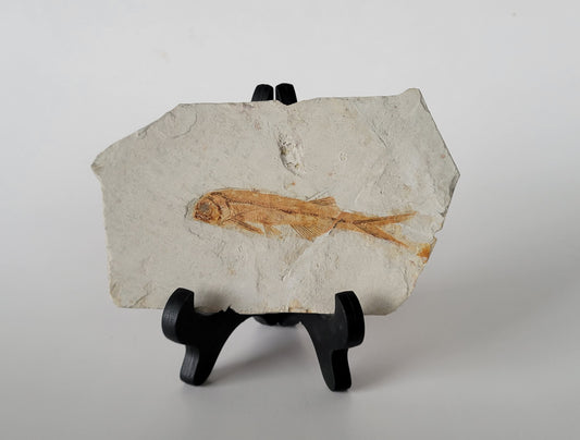 3.12" Lycoptera Davidi Fossil Fish