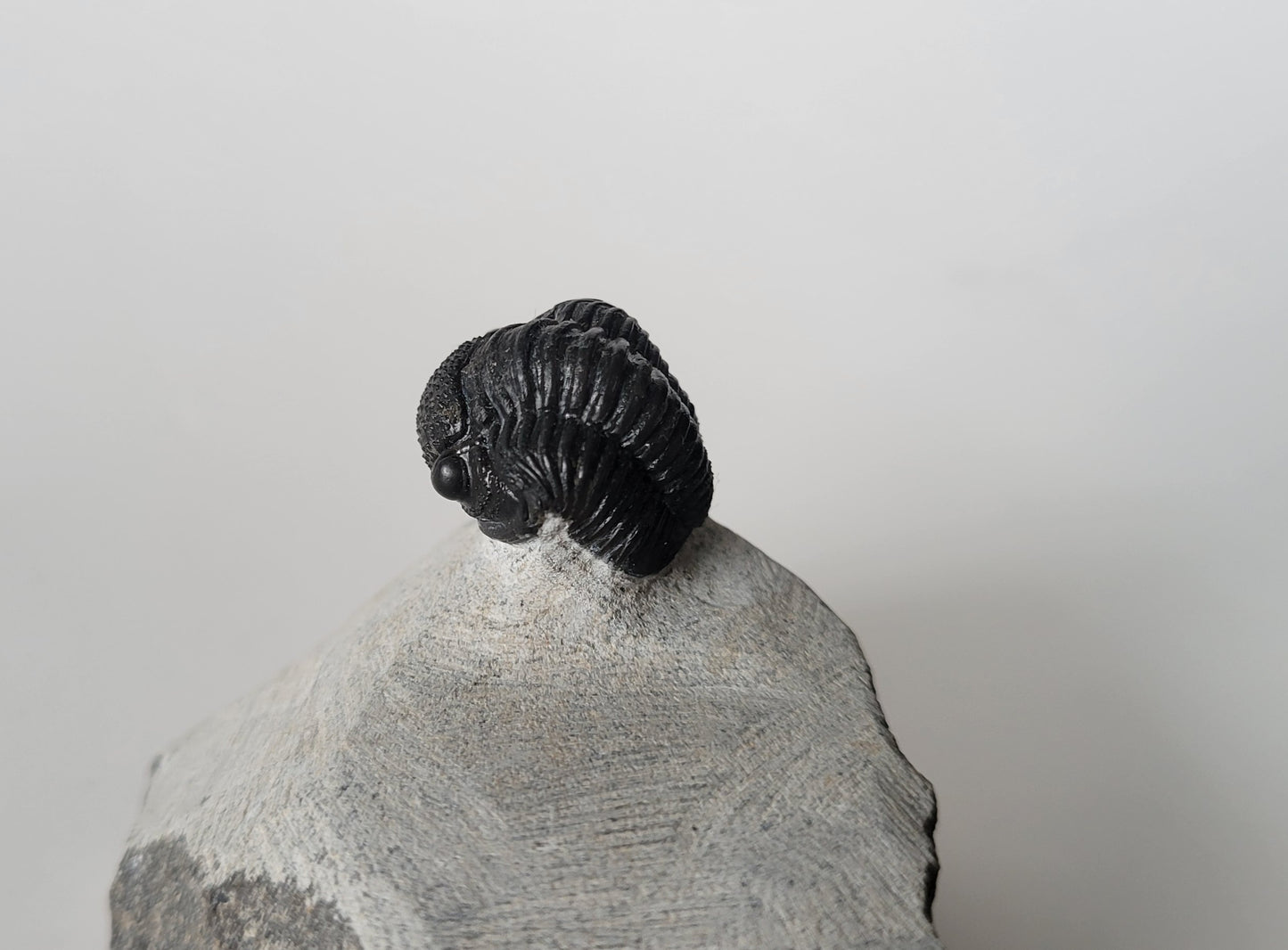 0.75" Drotops Trilobite