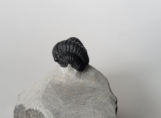 0.75" Drotops Trilobite
