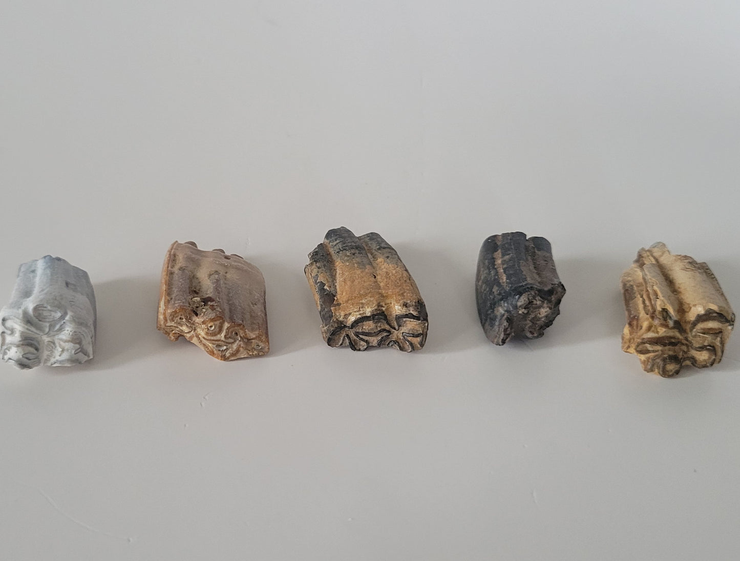 5 Bundle Fossil Horse Teeth