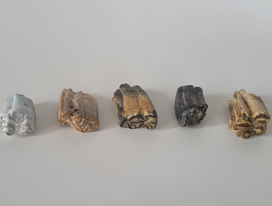 5 Bundle Fossil Horse Teeth