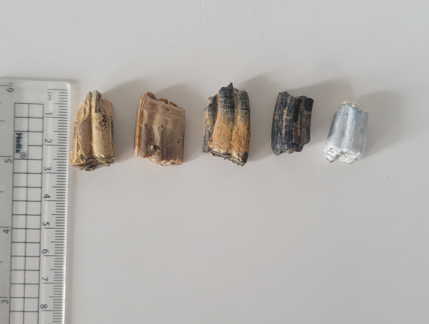 5 Bundle Fossil Horse Teeth