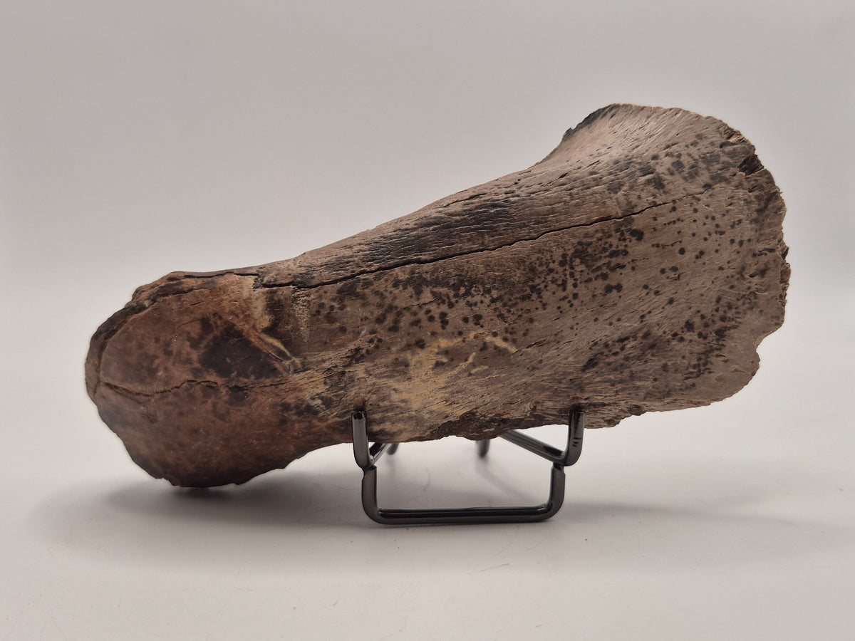 5.66" Hadrosaur Coronoid Process Bone (Judith River)