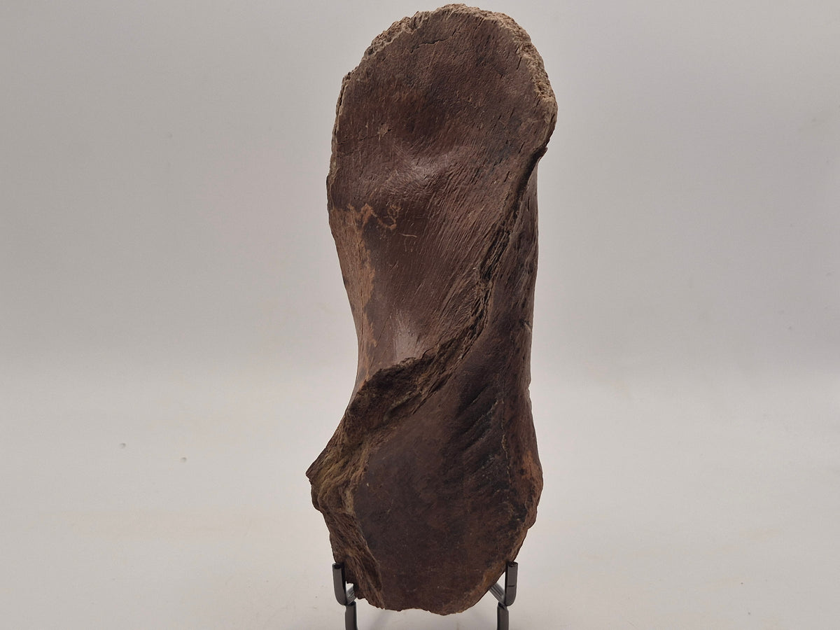 5.66" Hadrosaur Coronoid Process Bone (Judith River)