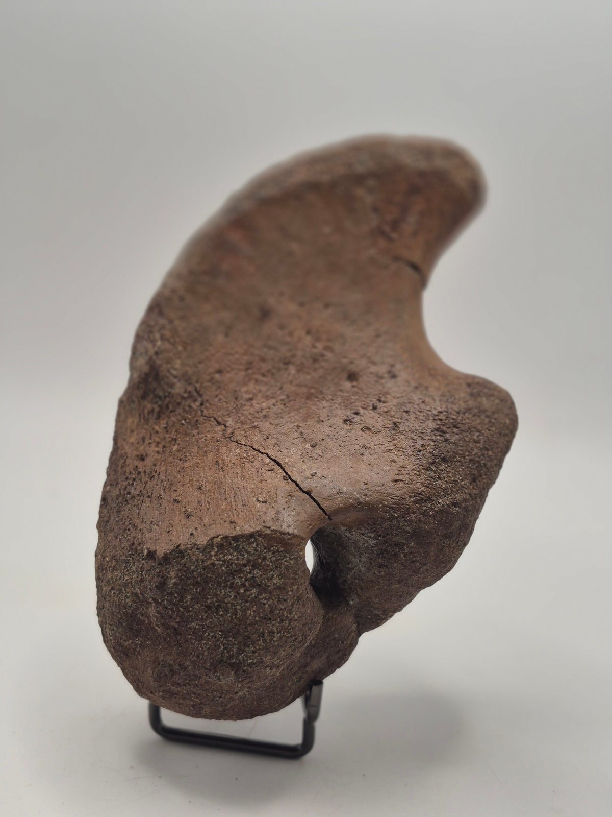 5.66 Hadrosaur Coracoid Bone (Judith River)