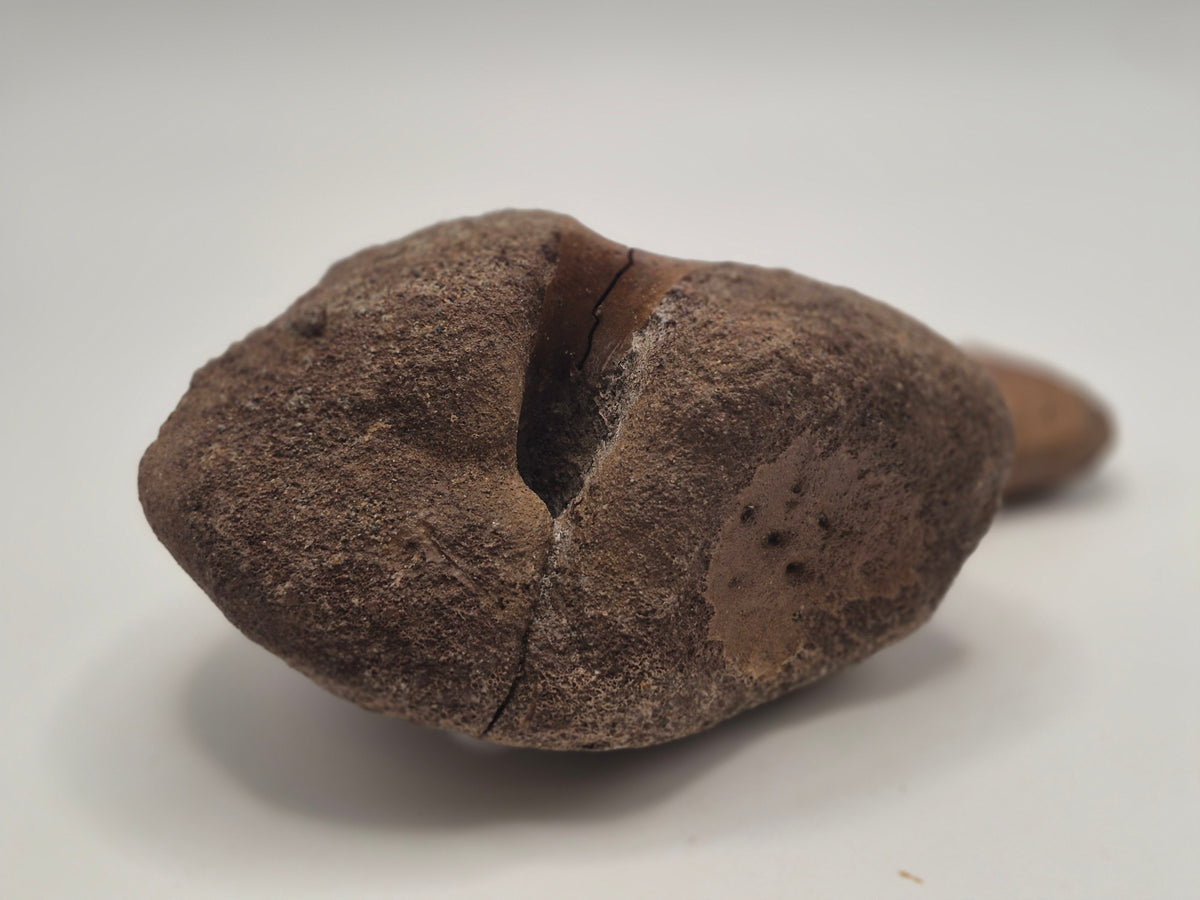 5.66 Hadrosaur Coracoid Bone (Judith River)