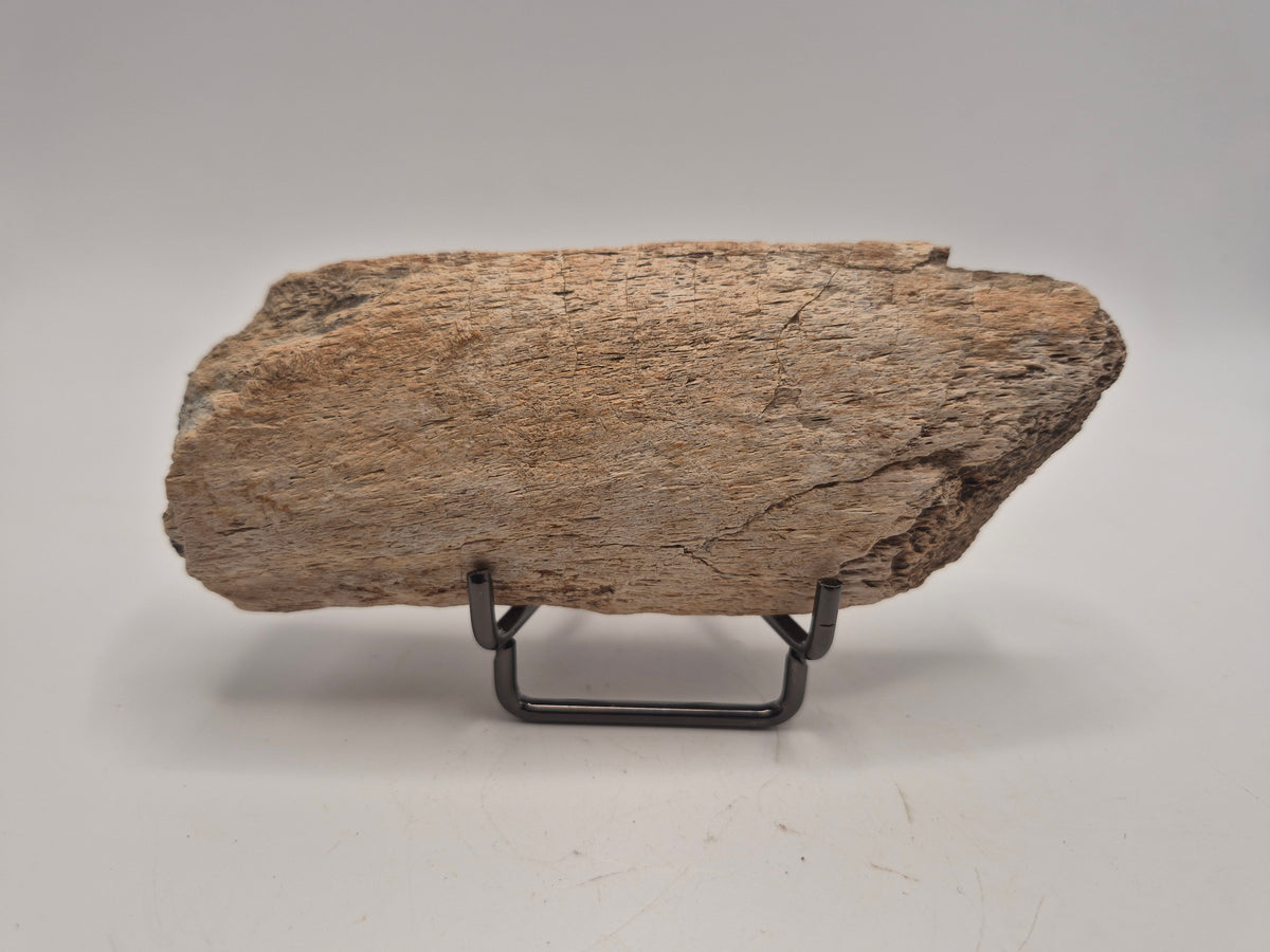4.66" Dinosaur Rib Bone (Judith River)