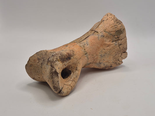 6.2" Massive Tyrannosaur Toe Bone (Judith River)