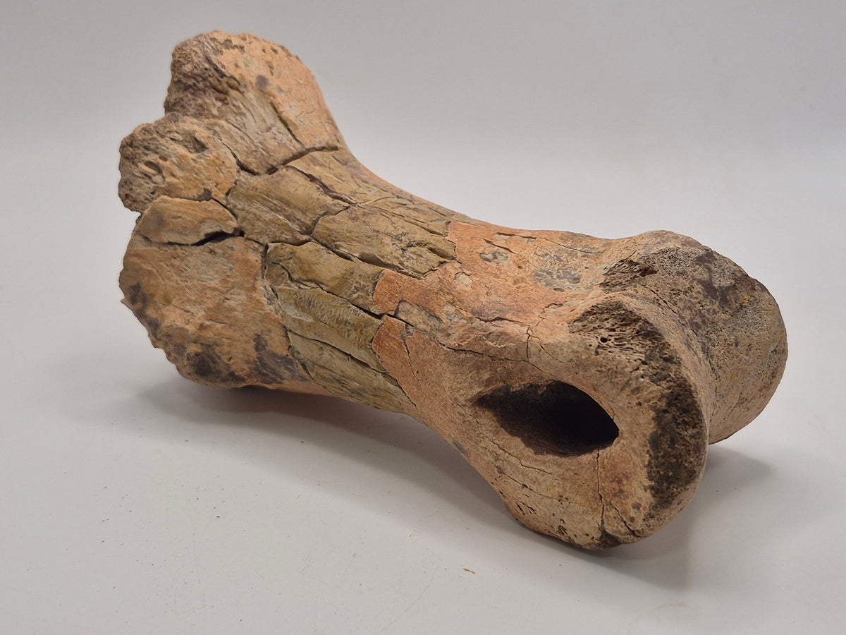 6.2" Massive Tyrannosaur Toe Bone (Judith River)