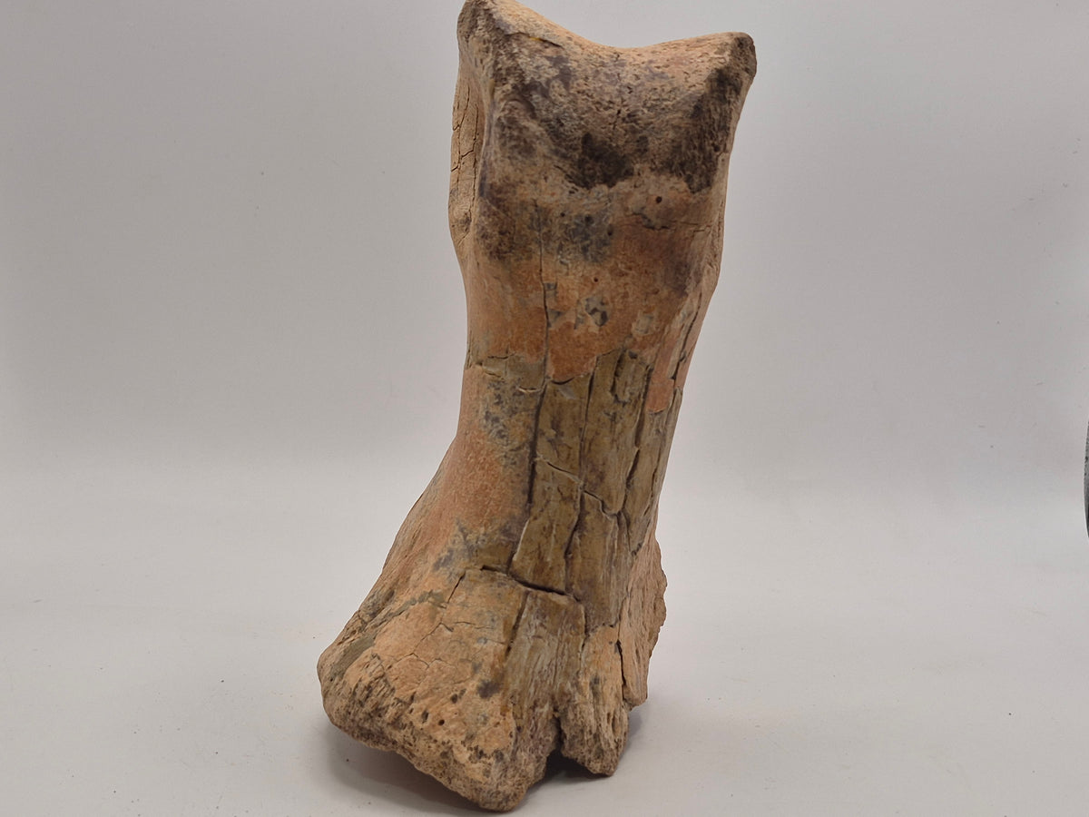6.2" Massive Tyrannosaur Toe Bone (Judith River)