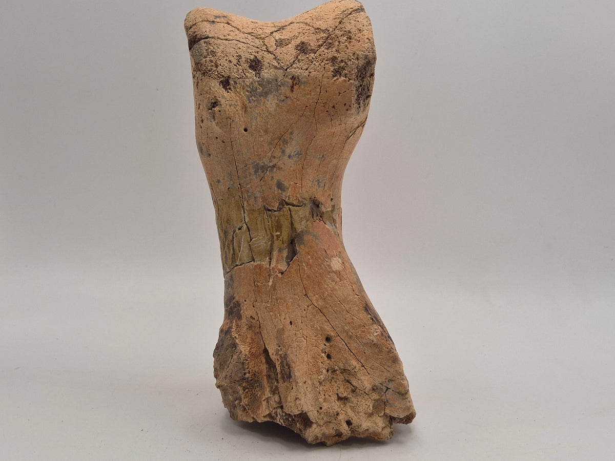 6.2" Massive Tyrannosaur Toe Bone (Judith River)
