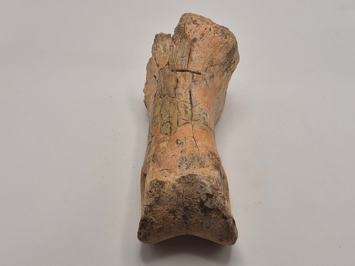 6.2" Massive Tyrannosaur Toe Bone (Judith River)