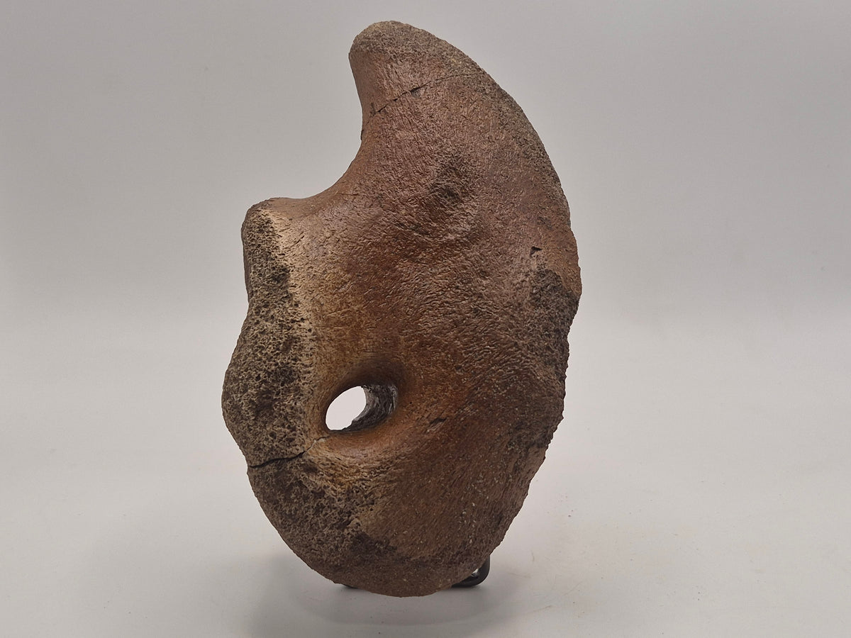 5.66 Hadrosaur Coracoid Bone (Judith River)