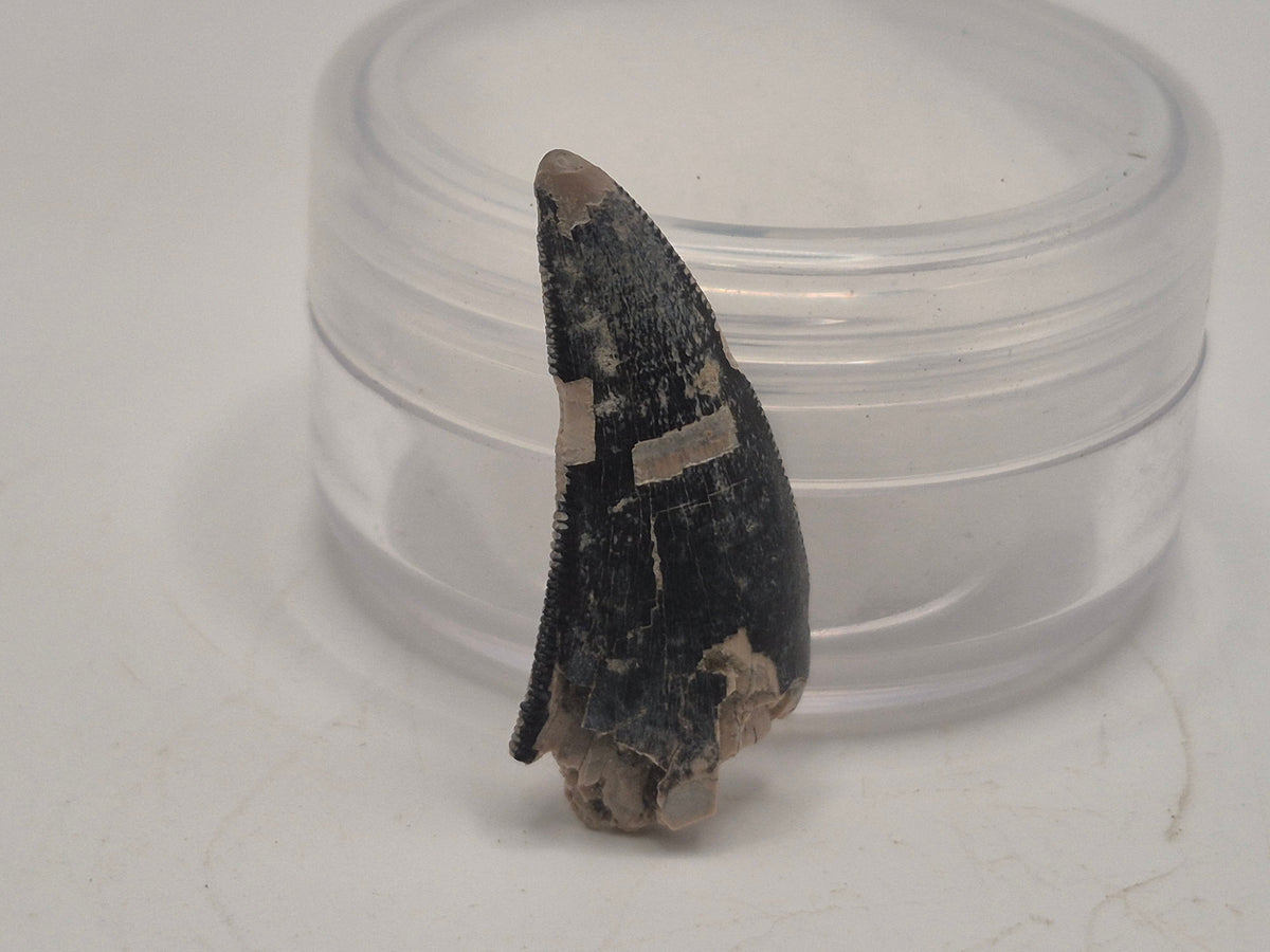 1.03 Tyrannosaur Tooth (Judith River)