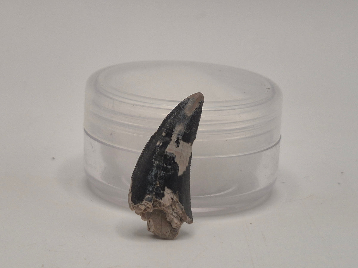1.03 Tyrannosaur Tooth (Judith River)