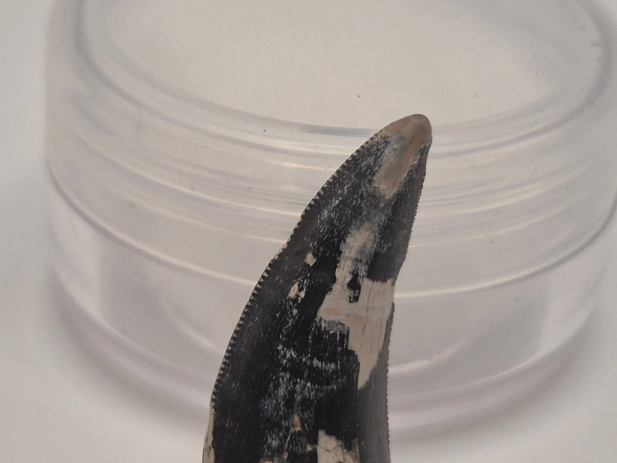 1.03 Tyrannosaur Tooth (Judith River)