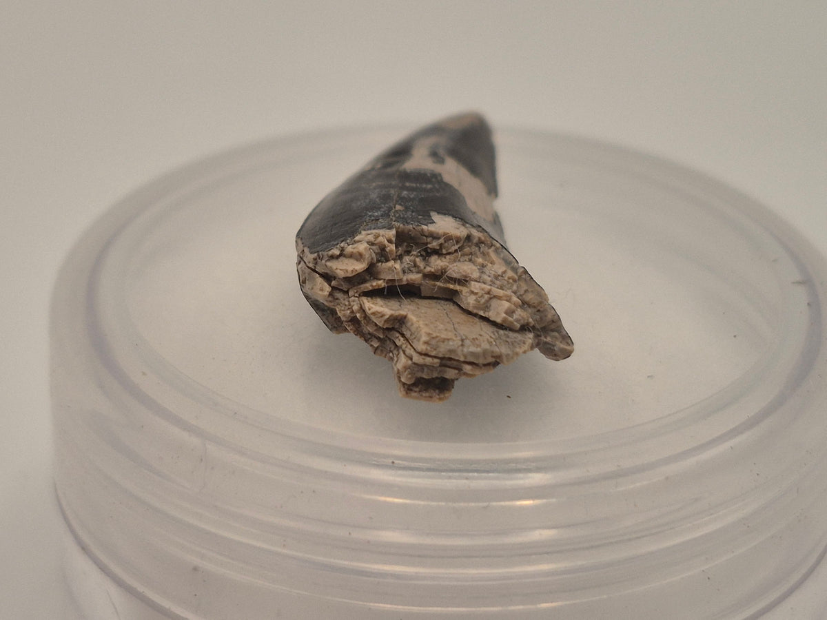 1.03 Tyrannosaur Tooth (Judith River)