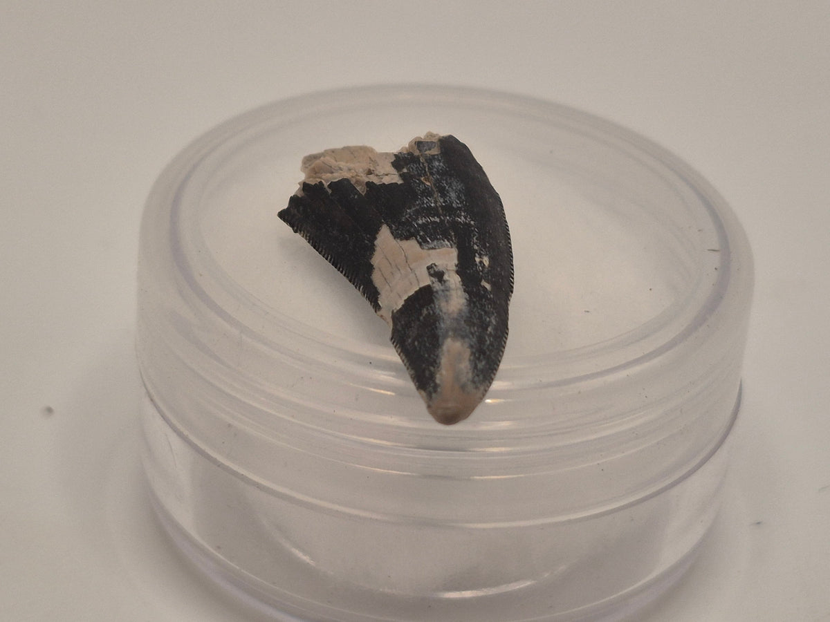1.03 Tyrannosaur Tooth (Judith River)