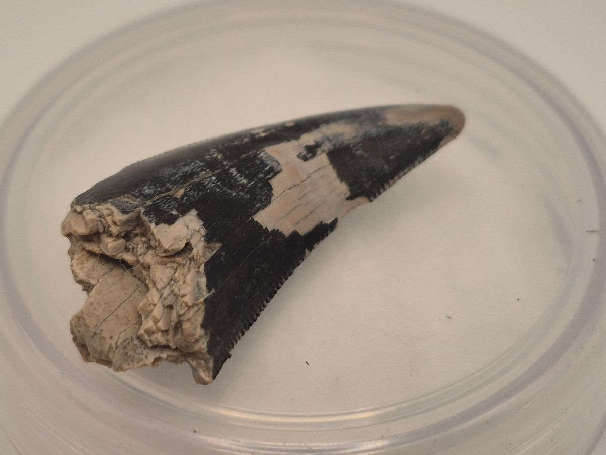 1.03 Tyrannosaur Tooth (Judith River)