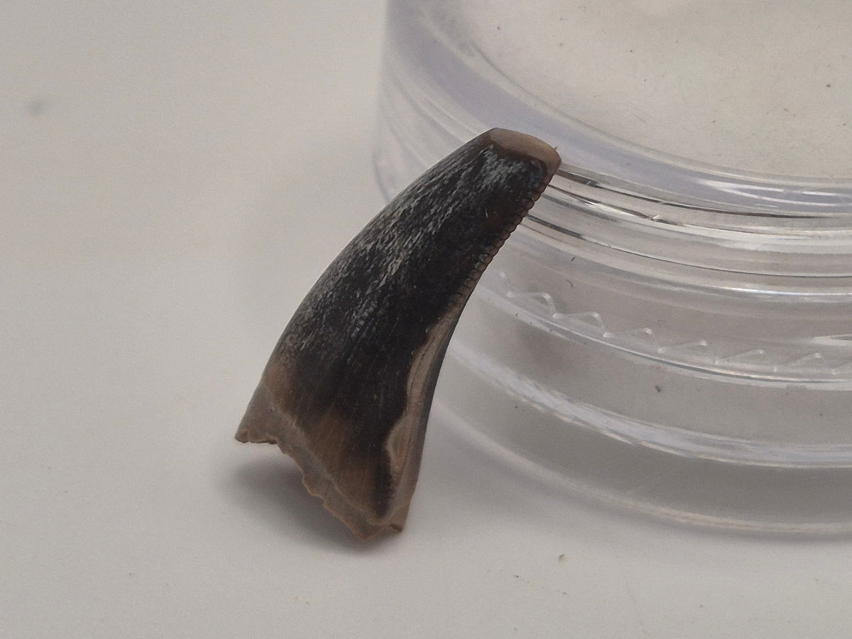 0.63" Tyrannosaur Tooth (Judith River)