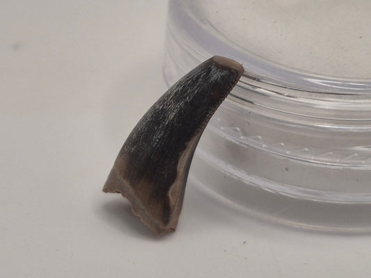 0.63" Tyrannosaur Tooth (Judith River)