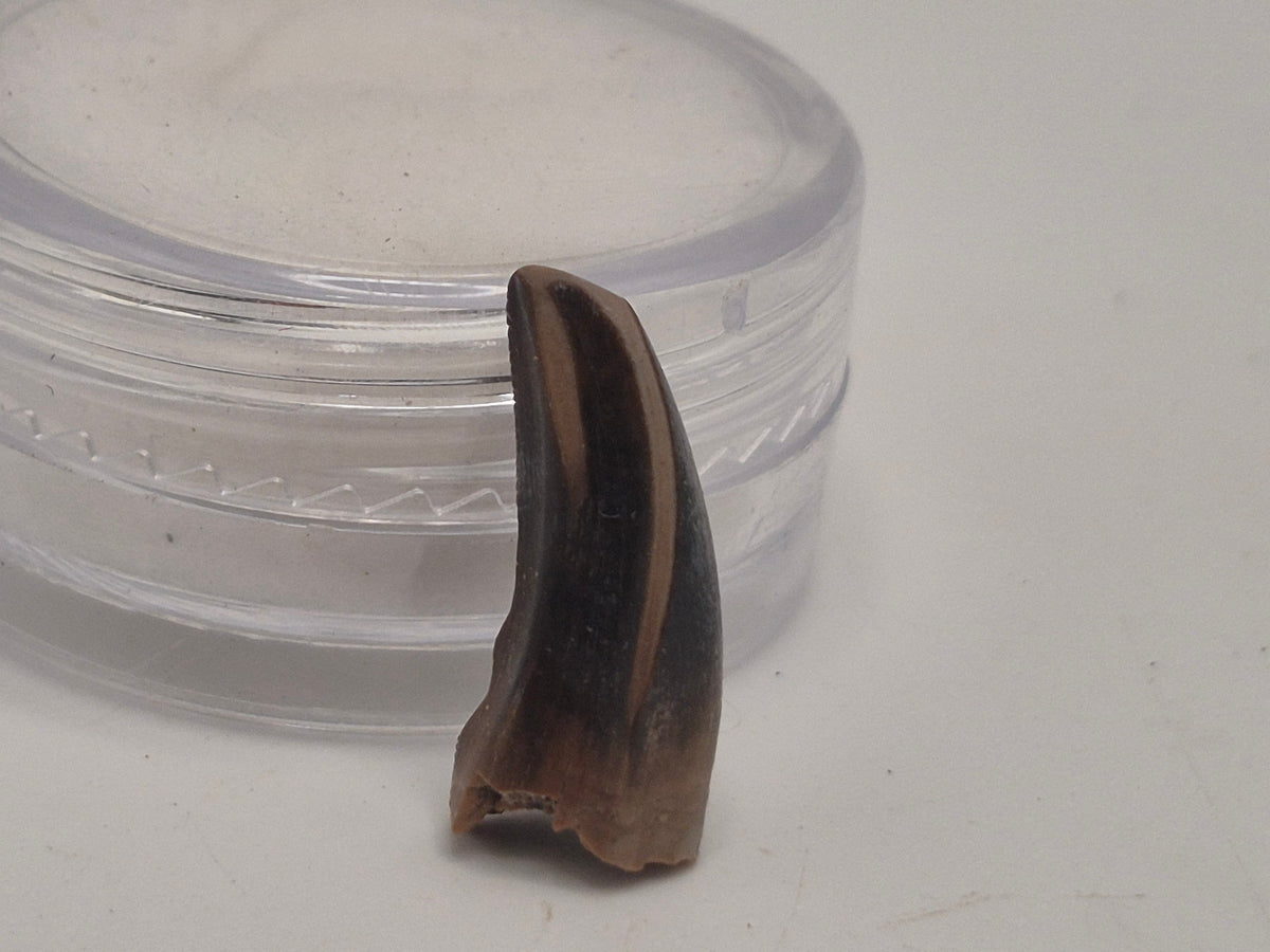 0.63" Tyrannosaur Tooth (Judith River)
