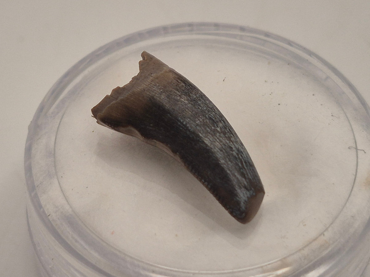 0.63" Tyrannosaur Tooth (Judith River)