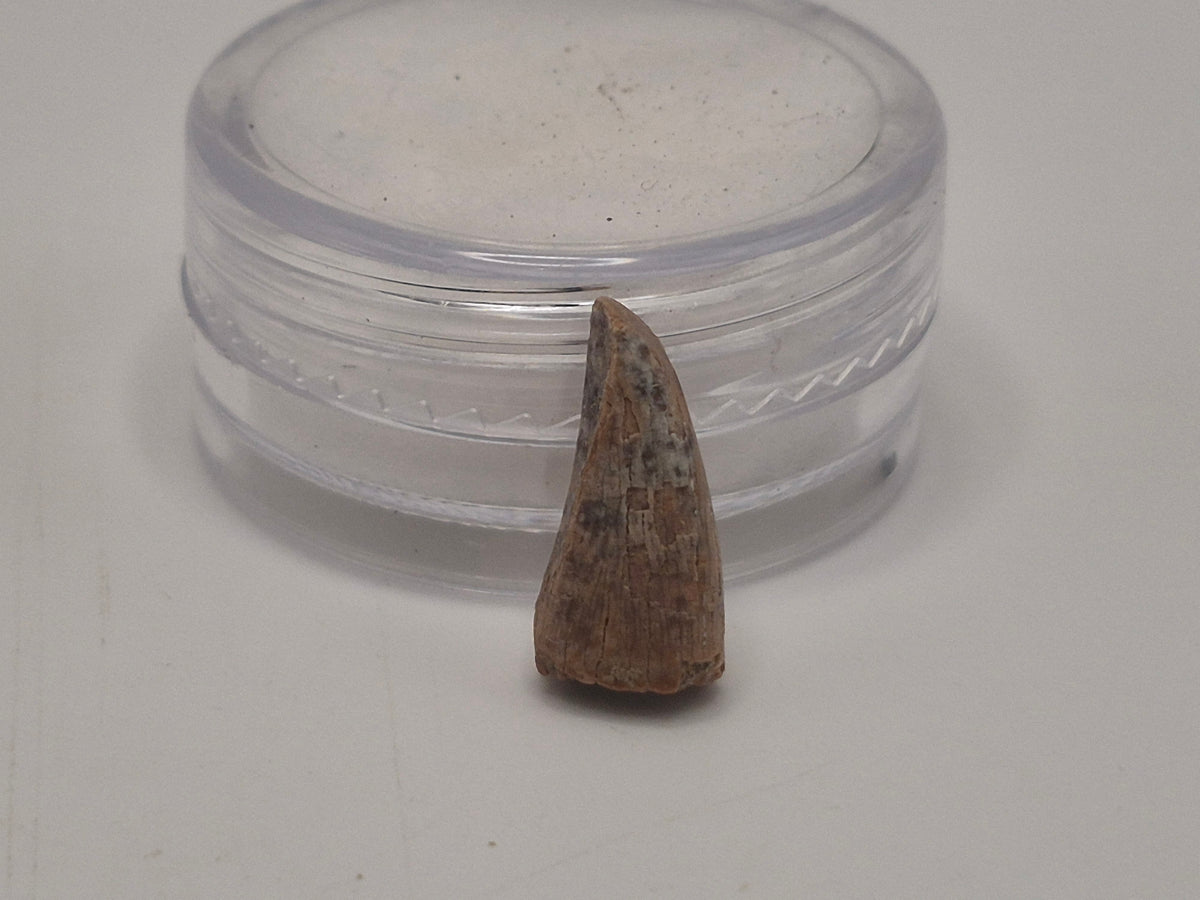 0.53" Pre-Max Tyrannosaur Tooth (Judith River)