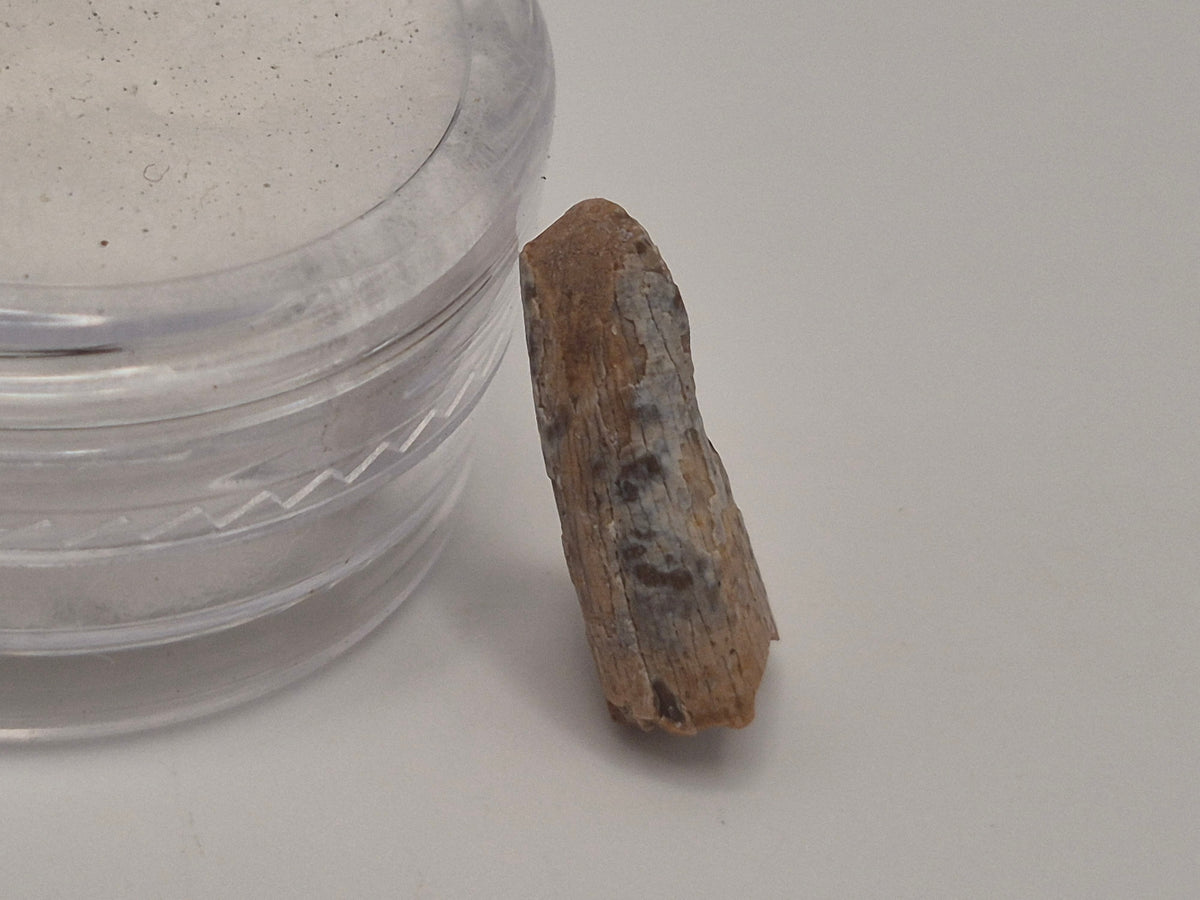 0.53" Pre-Max Tyrannosaur Tooth (Judith River)