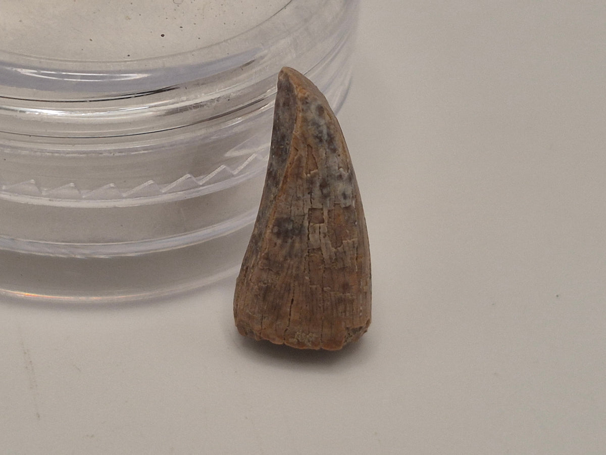 0.53" Pre-Max Tyrannosaur Tooth (Judith River)