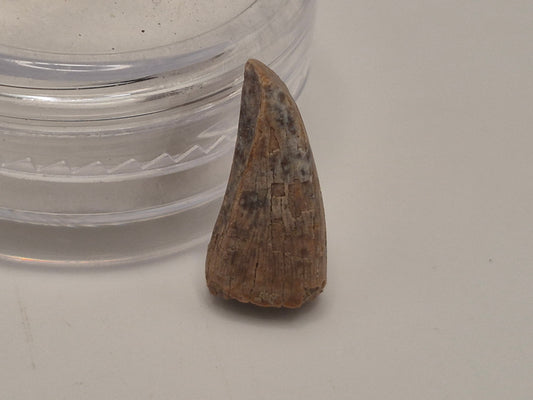 0.53" Pre-Max Tyrannosaur Tooth (Judith River)