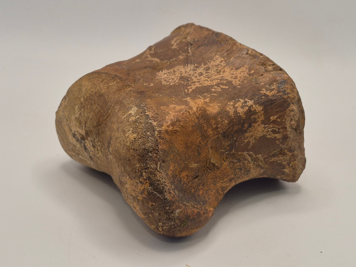 4.2" III-1 Hadrosaur Toe Bone (Judith River)