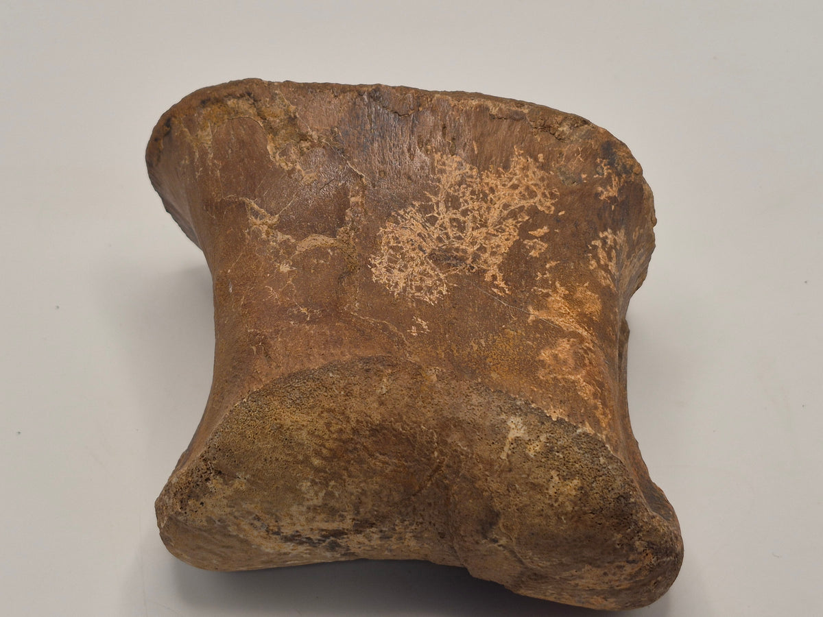4.2" III-1 Hadrosaur Toe Bone (Judith River)