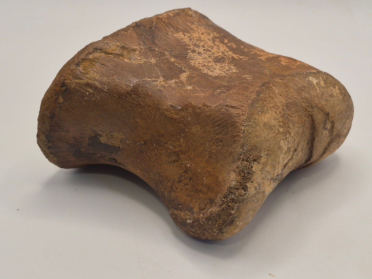 4.2" III-1 Hadrosaur Toe Bone (Judith River)