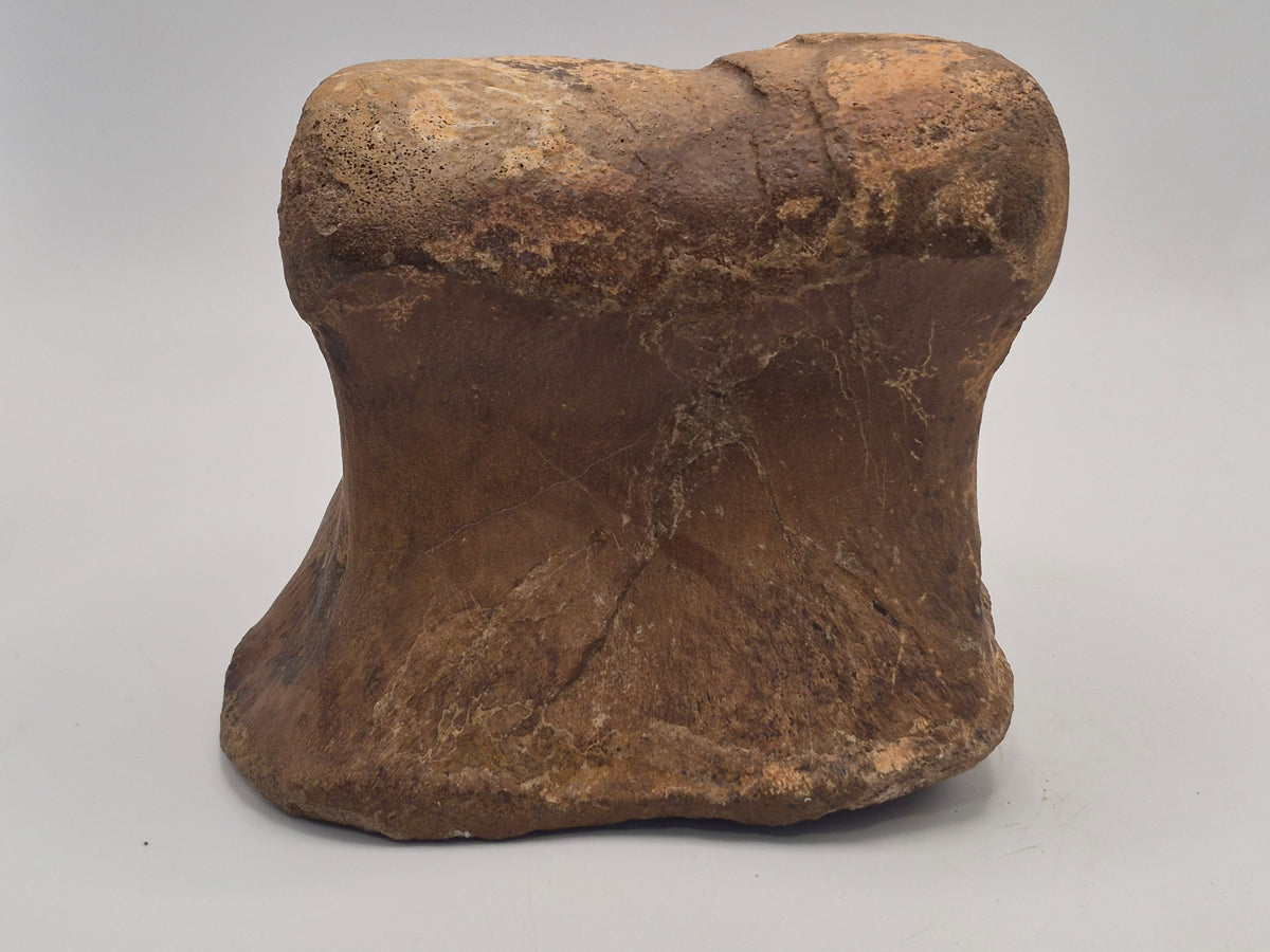 4.2" III-1 Hadrosaur Toe Bone (Judith River)
