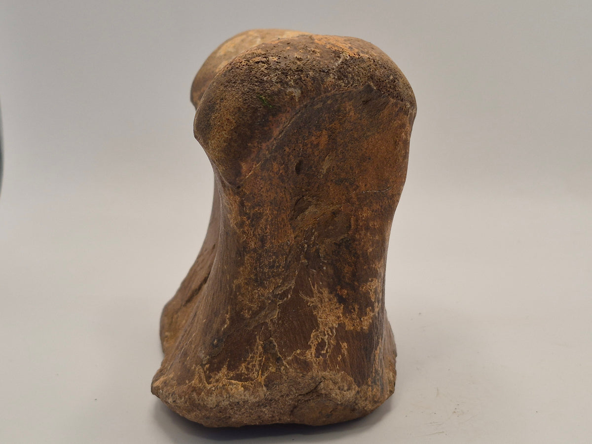 4.2" III-1 Hadrosaur Toe Bone (Judith River)