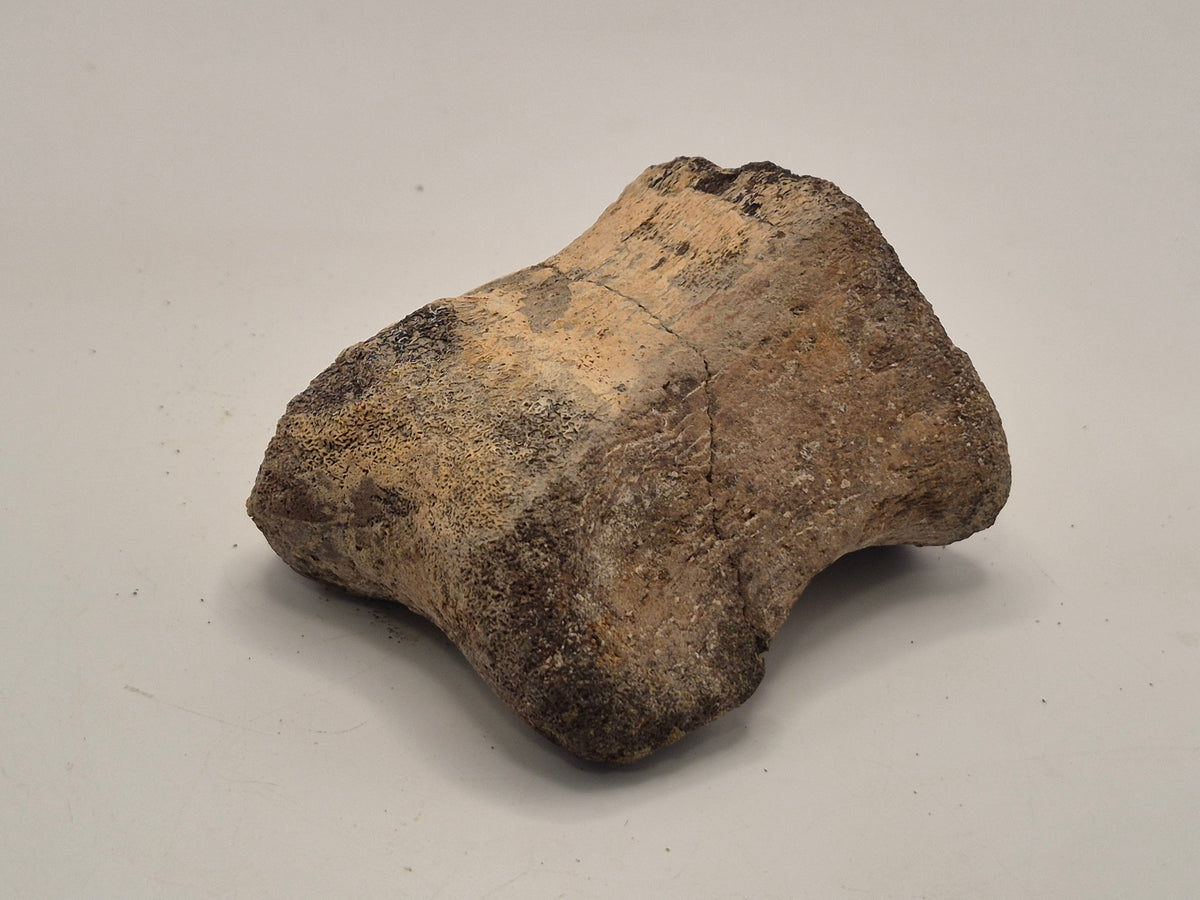 2.81" Hadrosaur Toe Bone