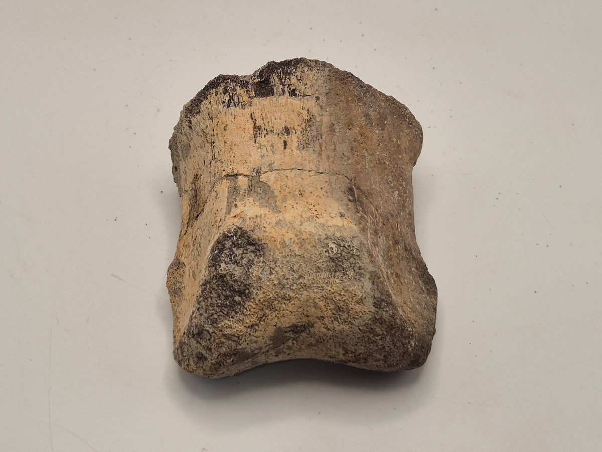 2.81" Hadrosaur Toe Bone