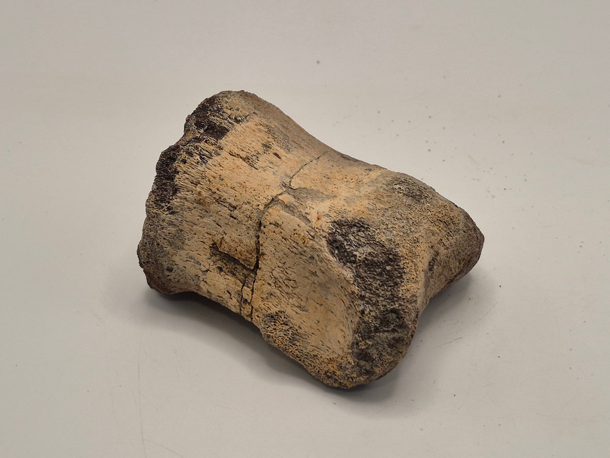 2.81" Hadrosaur Toe Bone