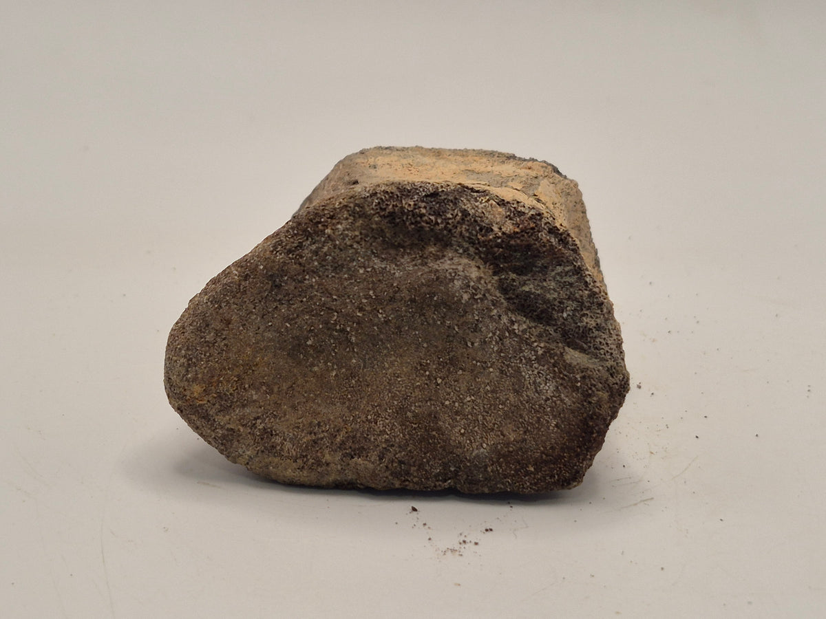 2.81" Hadrosaur Toe Bone