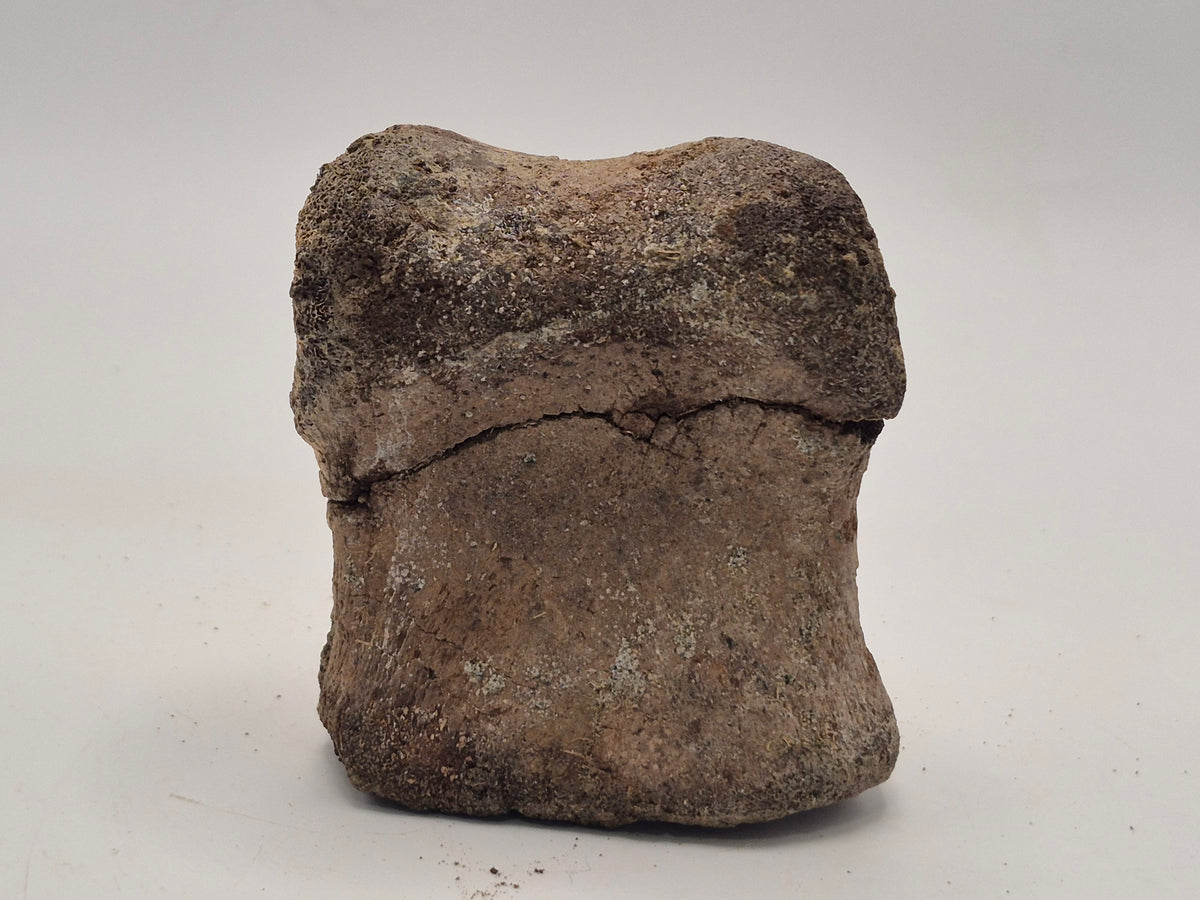 2.81" Hadrosaur Toe Bone