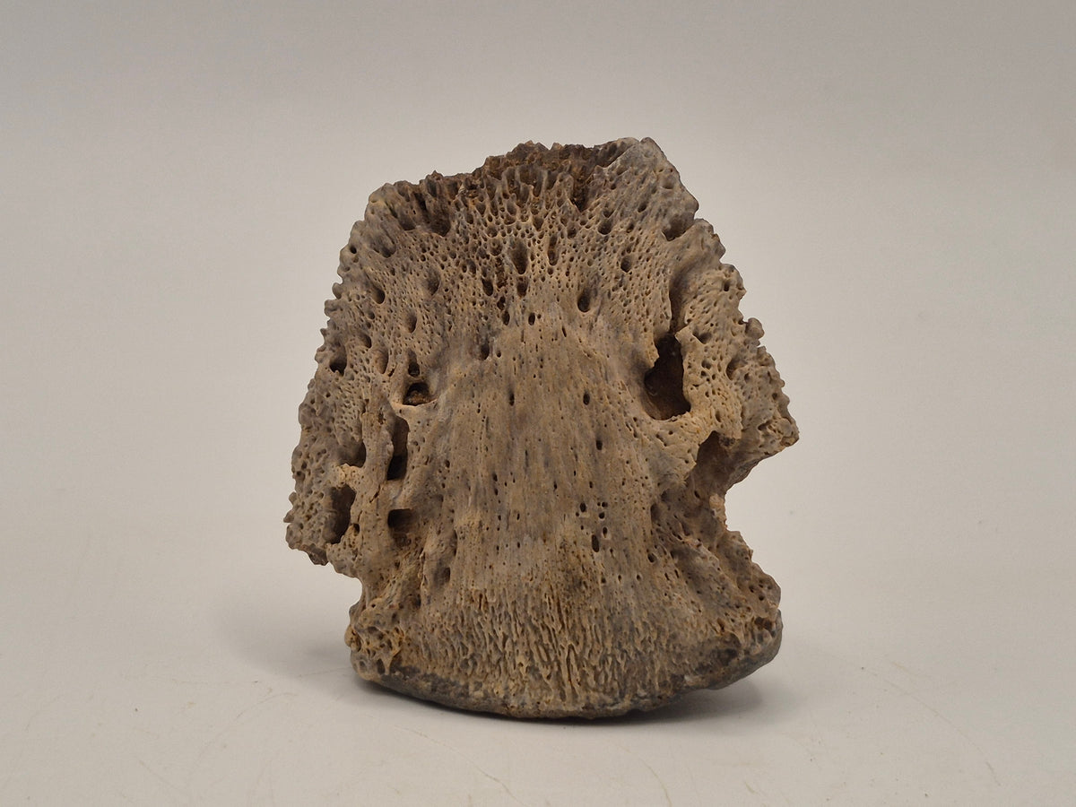 1.97" Ceratopsian Ungual(Judith River)