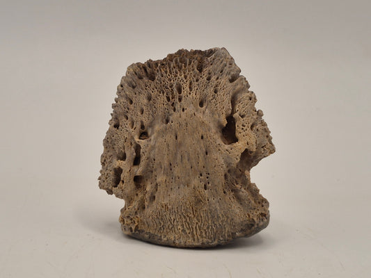 1.97" Ceratopsian Ungual(Judith River)