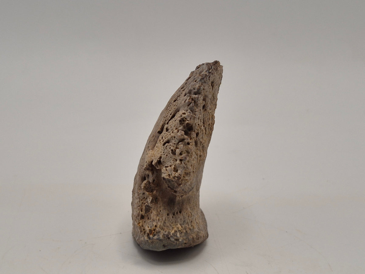 1.97" Ceratopsian Ungual(Judith River)