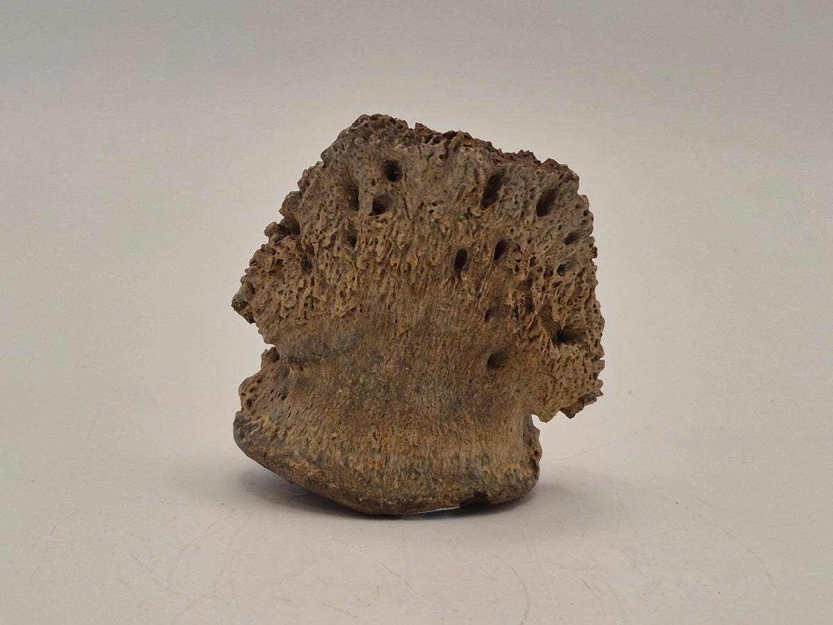 1.97" Ceratopsian Ungual(Judith River)