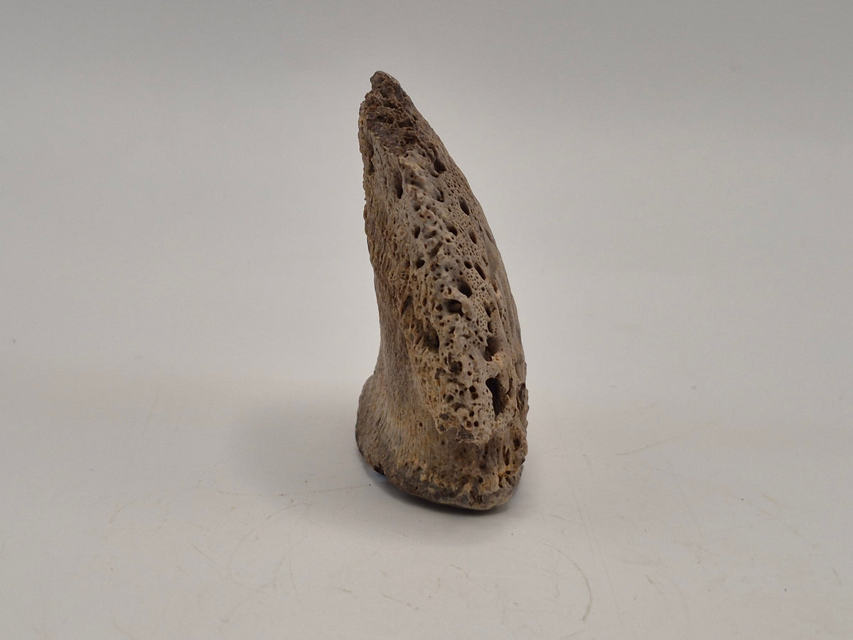 1.97" Ceratopsian Ungual(Judith River)