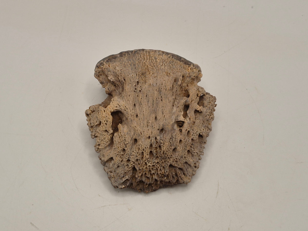 1.97" Ceratopsian Ungual(Judith River)