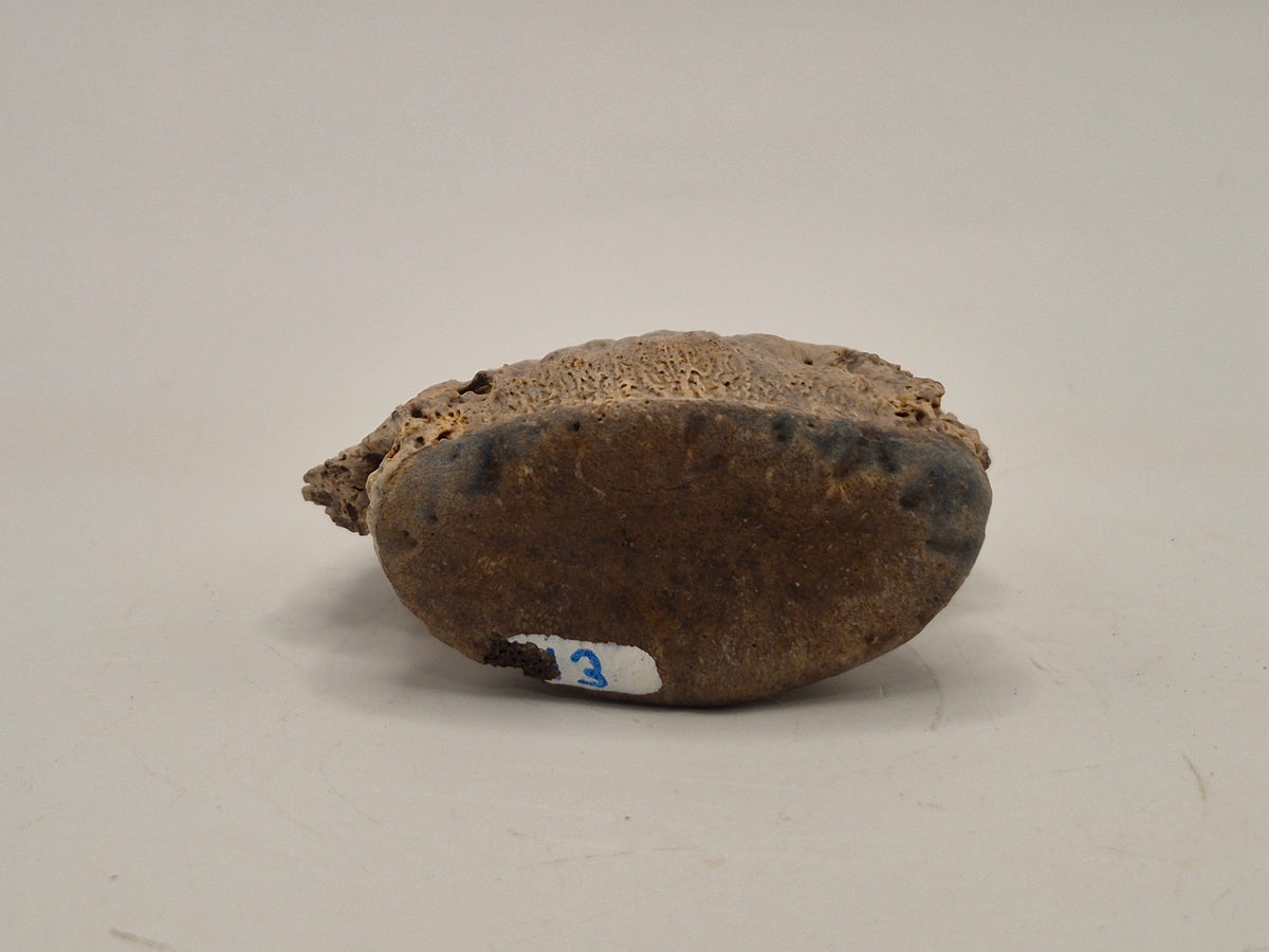 1.97" Ceratopsian Ungual(Judith River)